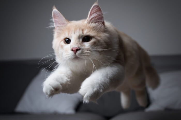zoomies are most common in energetic kittens and young cats.